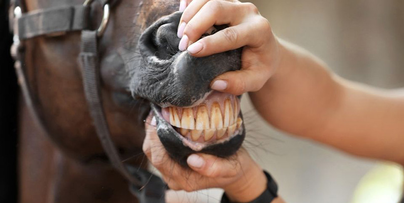 Man kan uppskatta en hästs ålder genom tänderna…