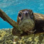 10 fakta du antagligen inte visste om havssköldpaddor