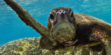 10 fakta du antagligen inte visste om havssköldpaddor