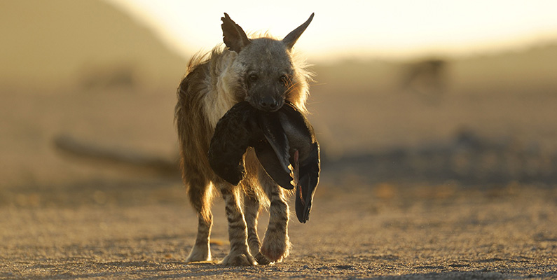 Hyenor är också känd för sin exceptionella uthållighet…