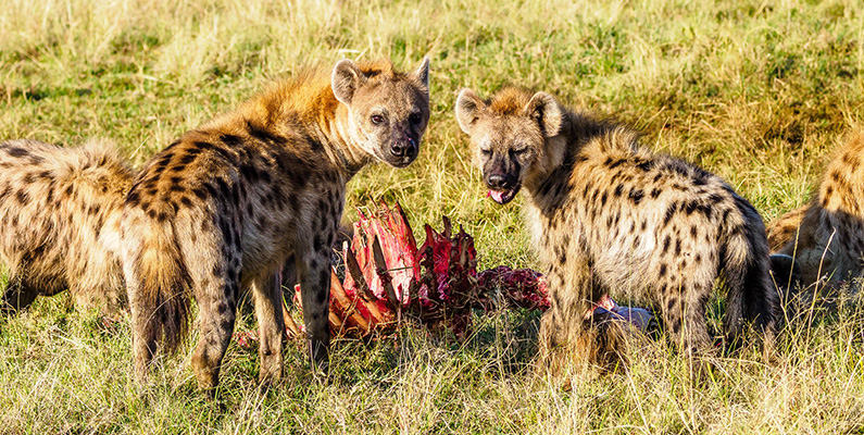 Hyenor är delvis asätare…