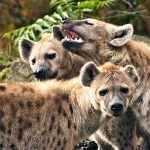 Mer än bara skratt: 10 fascinerande fakta om hyenor