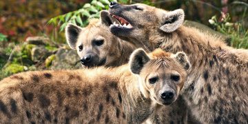 Mer än bara skratt: 10 fascinerande fakta om hyenor