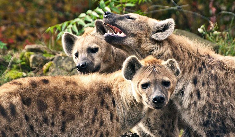 Mer än bara skratt: 10 fascinerande fakta om hyenor