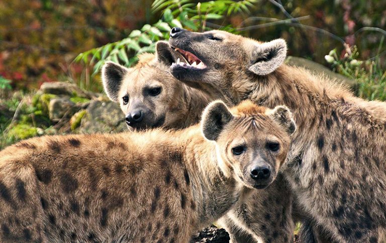 Mer än bara skratt: 10 fascinerande fakta om hyenor