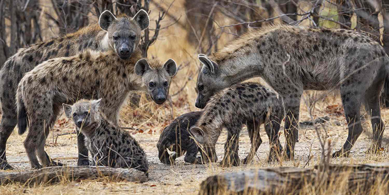 Hyenan anses vara ett väldigt intelligent djur…