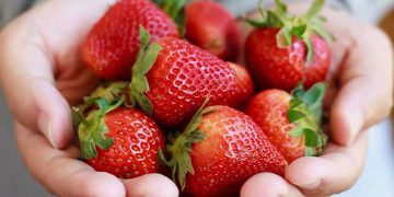 10 saftiga och smaskiga fakta om jordgubbar