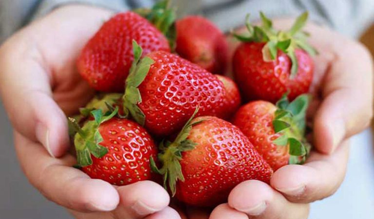 10 saftiga och smaskiga fakta om jordgubbar