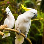 10 fakta du behöver veta om kakaduor