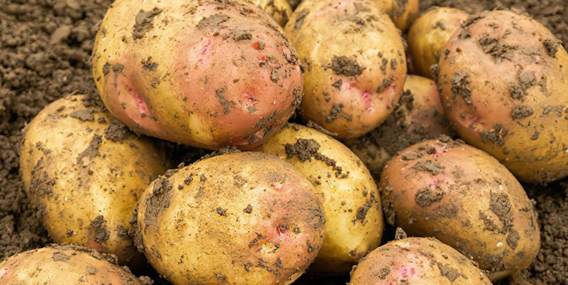 10 populära sorters potatis att odla i din trädgård: #3: King Edward.