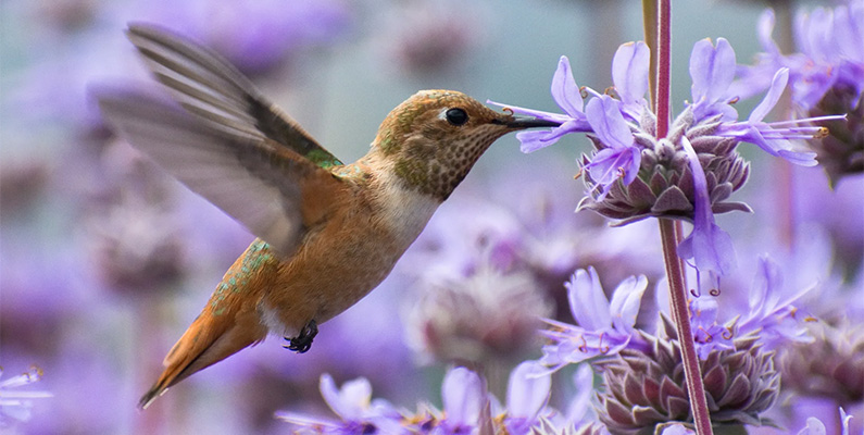 En enda kolibri kommer att slå med sina vingar mer än 4 000 gånger…