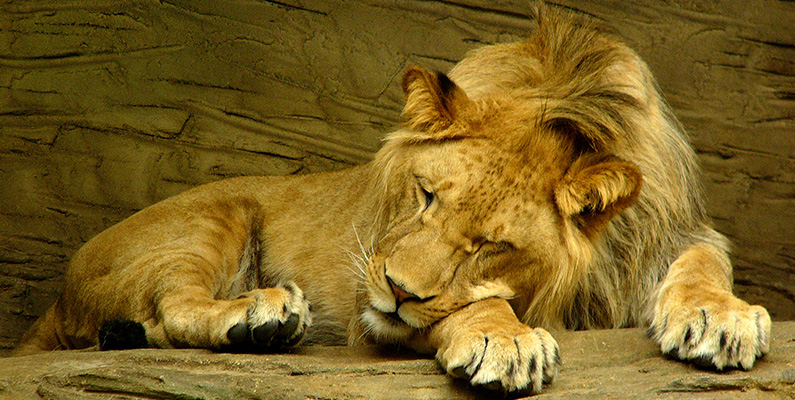 Så mycket sover ett lejon…