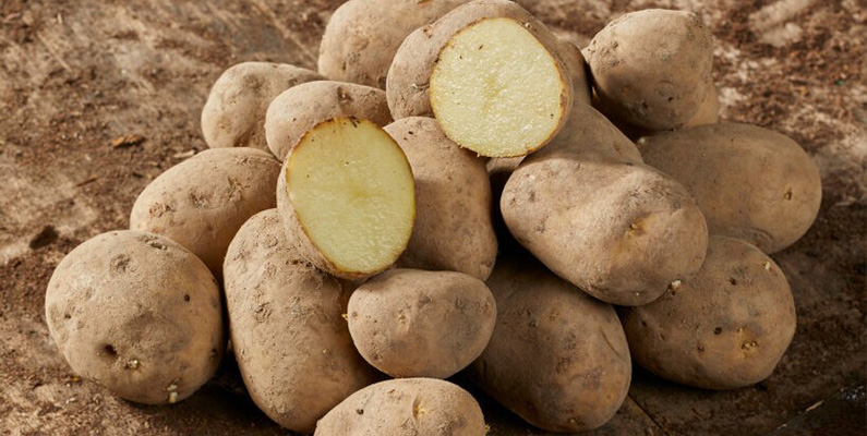 10 populära sorters potatis att odla i din trädgård: #6: Maria.