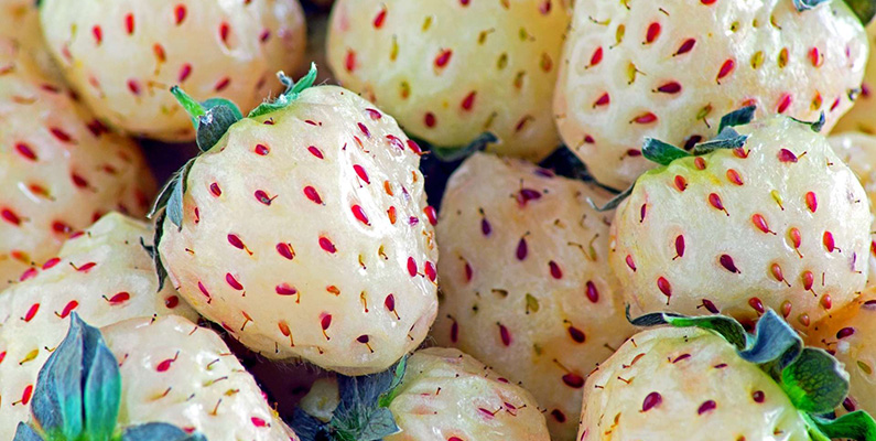 Det finns även en vit jordgubbssort som kallas pineberry…