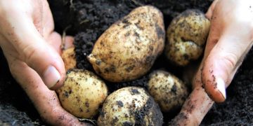 10 populära sorters potatis att odla i din trädgård