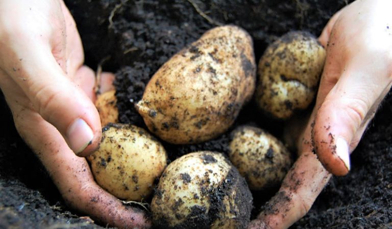 10 populära sorters potatis att odla i din trädgård