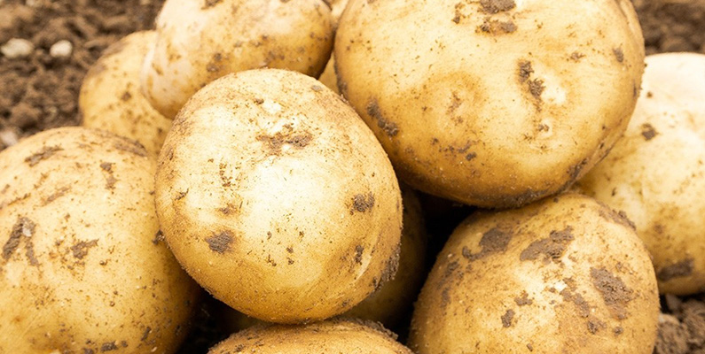 10 populära sorters potatis att odla i din trädgård: #7: Rocket.