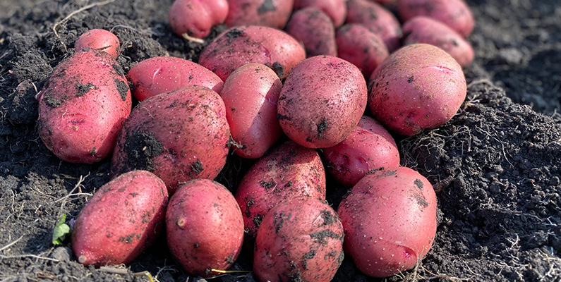 10 populära sorters potatis att odla i din trädgård: #10: Rosara.