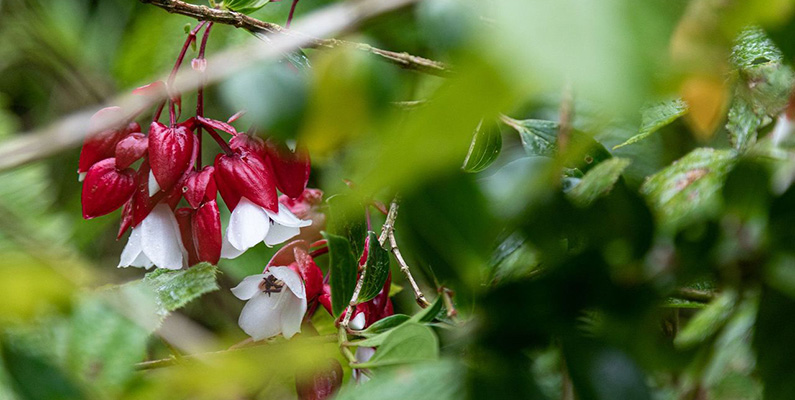 Fiji är även hem för den unika tagimoucia-blomman. Denna vackra blomma, som bara finns i Fiji, växer längs floder och vattenfall i landets regnskogar.