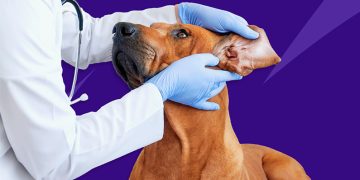 10 vanligaste skadorna och sjukdomarna hos hundar