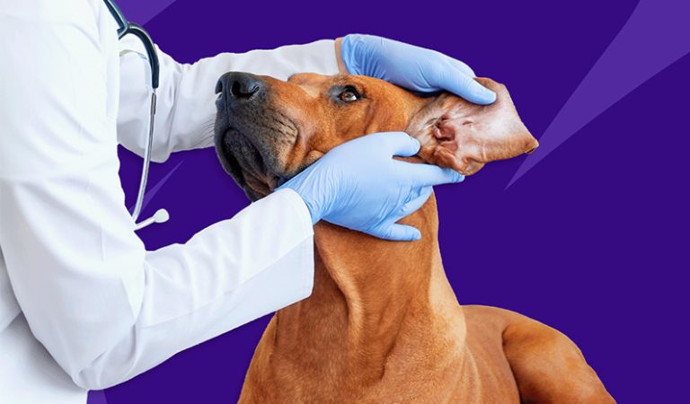 10 vanligaste skadorna och sjukdomarna hos hundar