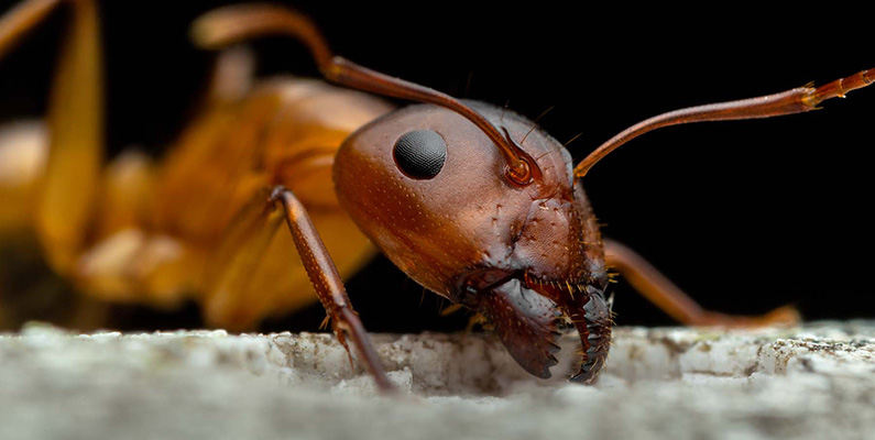 Så gigantisk är världens största koloni av myror…