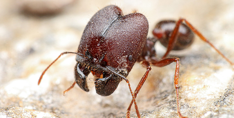 Vissa arter av myror kan bära upp till hundra gånger sin egen vikt…