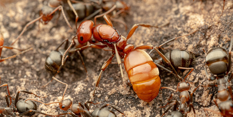 En del myrarter kan "förslava" andra myror…