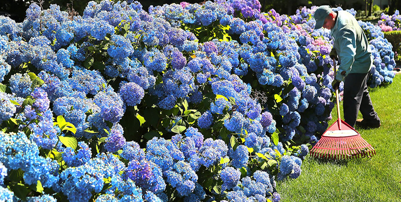 Därför är det viktigt att du regelbundet beskär din hortensia…