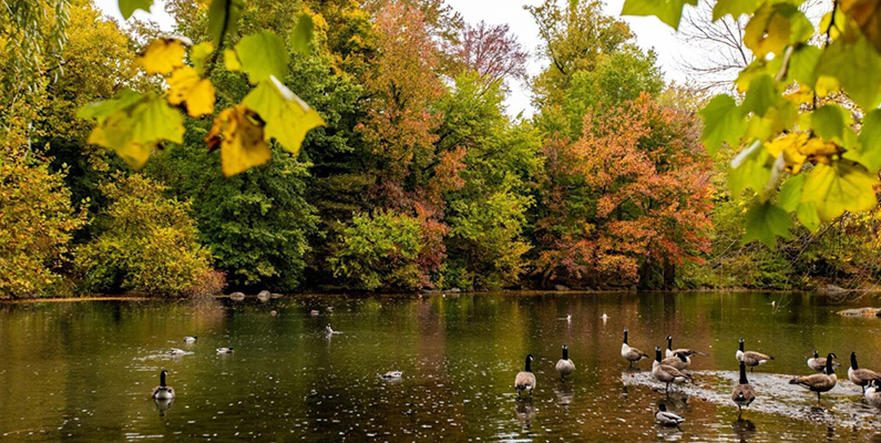 Central Park: Hem åt en mångfald av vilda djur…