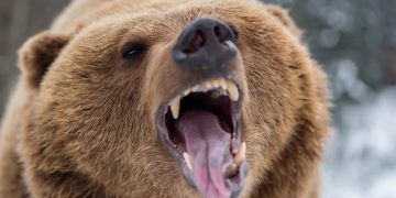 Grizzlybjörnar: 10 otroliga fakta som sätter klövarna i jorden