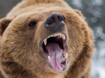 Grizzlybjörnar: 10 otroliga fakta som sätter klövarna i jorden