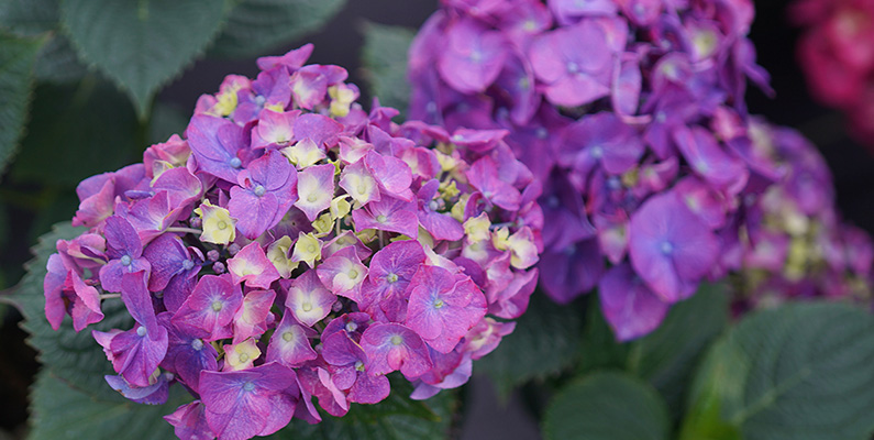 Det vetenskapliga namnet för hortensia ('Hydrangea') avslöjar dess vattenbehov…