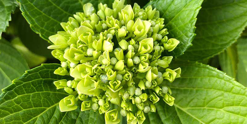 Hortensia saknar traditionella kronblad…