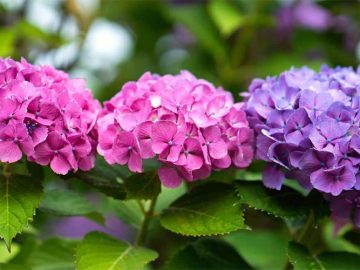 10 fakta du antagligen inte visste om hortensia