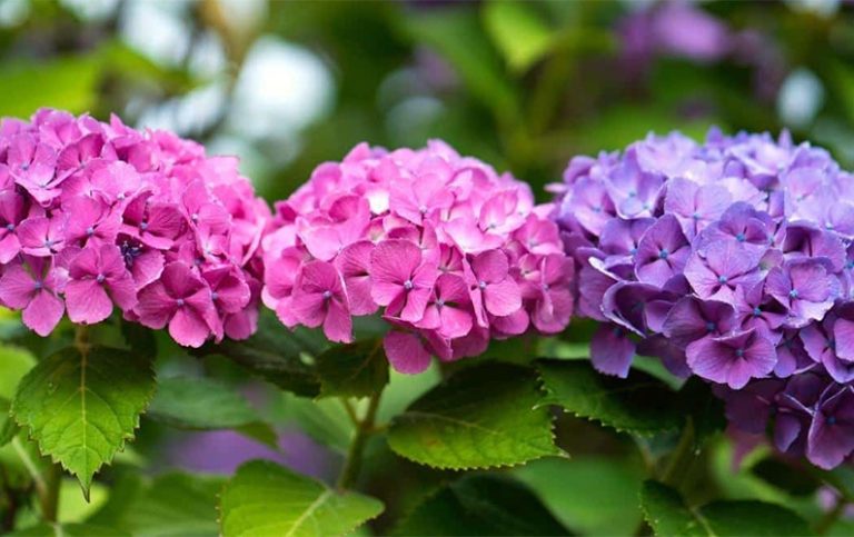 10 fakta du antagligen inte visste om hortensia