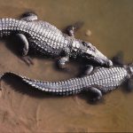10 fakta du antagligen inte visste om krokodiler