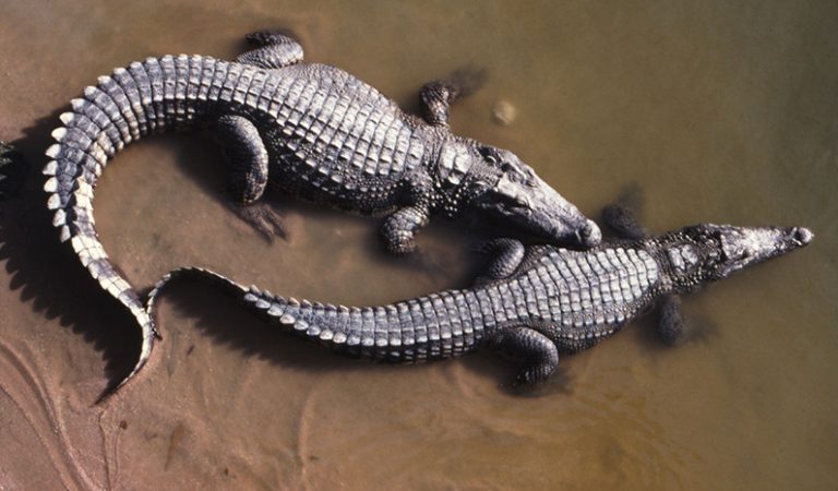 10 fakta du antagligen inte visste om krokodiler