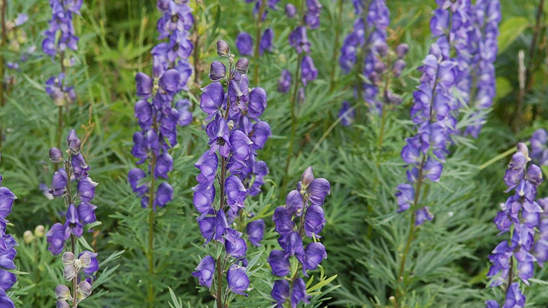 Grönskräck: de 10 läskigaste växterna som verkligen finns på riktigt:
#6) Äkta stormhatt (Aconitum napellus)…