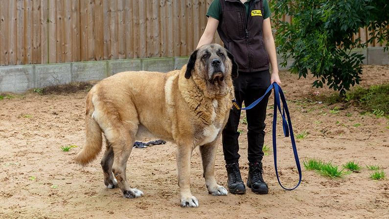 10 av världens största hundraser:
#7) Kangal Çoban Köpeği (Anatolian Shepherd Dog).