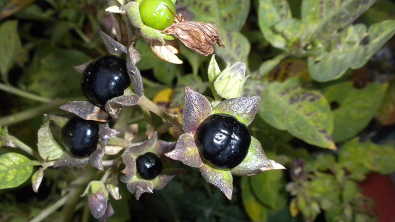 Grönskräck: de 10 läskigaste växterna som verkligen finns på riktigt:
#8) Belladonna (Atropa belladonna)…