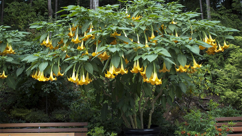 Grönskräck: de 10 läskigaste växterna som verkligen finns på riktigt:
#7) Änglatrumpetsläktet (Brugmansia)…