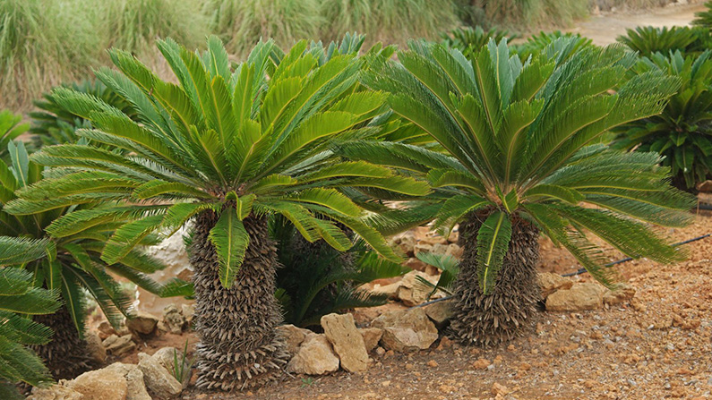 Grönskräck: de 10 läskigaste växterna som verkligen finns på riktigt:
#9) Kottepalm/Sagopalm (Cycas revoluta)…