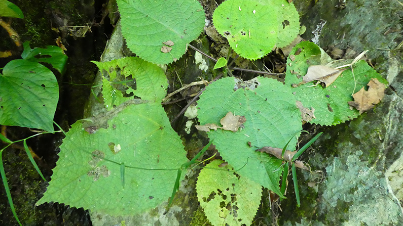 Grönskräck: de 10 läskigaste växterna som verkligen finns på riktigt:
#1) Nässelträd (Dendrocnide moroides)…