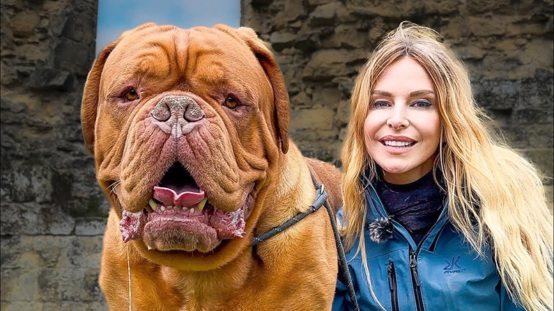 10 av världens största hundraser:
#5) Dogue de Bordeaux.