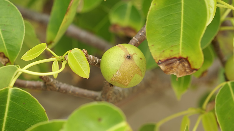 Grönskräck: de 10 läskigaste växterna som verkligen finns på riktigt:
#2) Manchineel-trädet (Hippomane mancinella)…