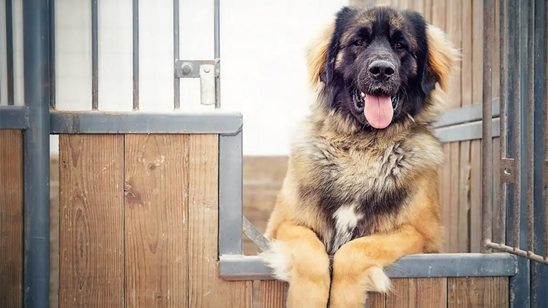 10 av världens största hundraser:
#6) Leonberger.