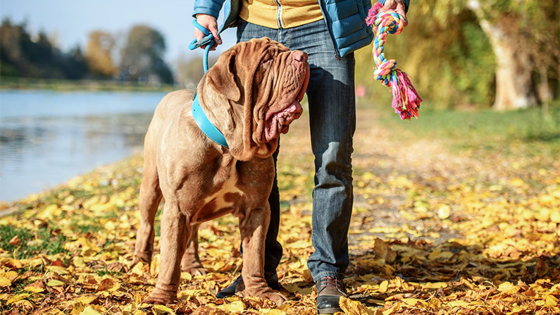 10 av världens största hundraser:
#8) Mastino Napoletano.