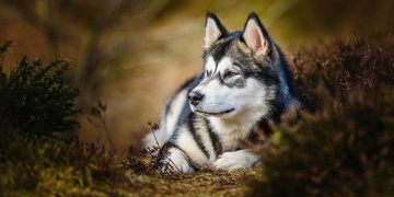 Alaskan Malamute: 10 voffiga fakta du bör känna till om hundrasen