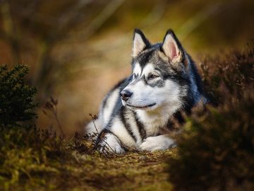 Alaskan Malamute: 10 voffiga fakta du bör känna till om hundrasen